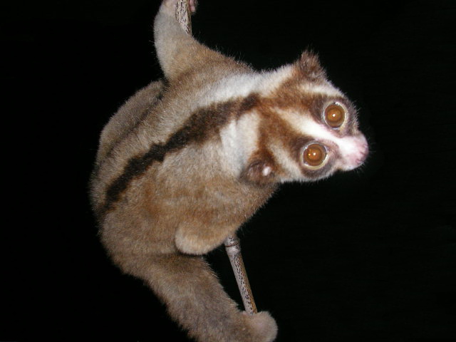 A nocturnal primate, likely a slow loris, clings to a branch in a dark background. Its large, round eyes reflect light, and it has a distinctive dark stripe running along its back and head, giving it a striking appearance.
