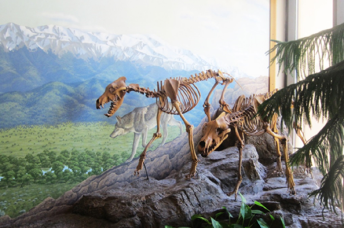 An image of a mounted fossil skeleton display featuring prehistoric animals, possibly a pair of canines or similar species, walking across a rocky landscape. The background includes a painted mural of a mountainous terrain with more wolves or similar creatures in the distance. The skeletons are positioned in a dynamic pose, enhancing the lifelike appearance of the scene.