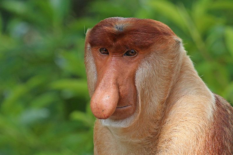 A close-up of a proboscis monkey with a prominent elongated nose and reddish-brown fur. The primate is set against a lush green forest backdrop, looking toward the camera with a calm expression. Its unique physical features and gentle demeanor are highlighted in this natural setting.
