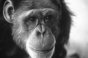 The image shows a close-up black-and-white portrait of a chimpanzee. The chimpanzee's expressive face is highlighted, with deep wrinkles around its eyes and mouth, giving it a thoughtful or contemplative expression. The background is softly blurred, focusing attention on the chimpanzee's facial features.