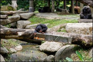 A young chimpanzee is perched on a log, using a tool to extract food from a transparent container. The scene is set in a naturalistic enclosure with rocks, logs, and greenery. Other chimpanzees sit in the background, observing or resting. The environment mimics a forest habitat.