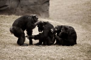 Three chimpanzees are grooming each other in a grassy outdoor environment. One chimpanzee stands while reaching out to another, and the other two sit closely, engaging in social interaction. The setting includes a blurred rocky background, emphasizing the primates' natural behaviors.