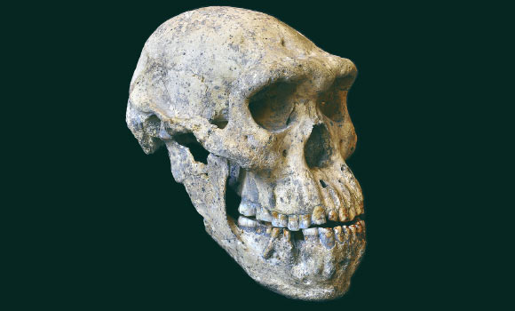 A side view of a fossilized human skull, likely from an early hominid species. The skull is aged and worn, with visible cracks and a few missing fragments, revealing the evolutionary features of early human ancestors. The background is dark, highlighting the details of the skull's structure, including the teeth and eye sockets.