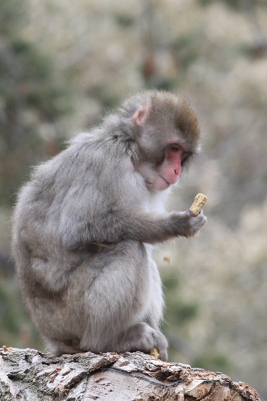 A Japanese macaque sits on a tree stump, holding and examining a small piece of food in its hand. The monkey's gray fur is fluffy, and its face has a reddish tint. The background is blurred, showing a natural outdoor setting with muted tones.