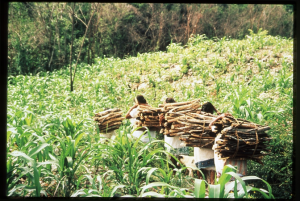 A group of individuals carrying bundles of firewood on their backs through a lush, green agricultural field. The field is dense with tall plants, and a forested area is visible in the background, suggesting a rural, subsistence lifestyle. The scene highlights the hard work and connection to the land.