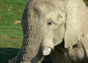 A close-up of an elephant's face, showcasing its wrinkled skin and one visible tusk. The elephant appears to be covered in a layer of dirt, suggesting it has been dusting itself. The background is a grassy field, adding a natural environment to the scene.