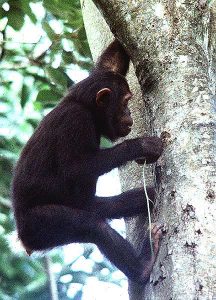 A young chimpanzee using a twig to extract insects from a hole in a tree trunk. The chimp is perched on the tree, surrounded by a lush green forest background, showcasing its tool-using behavior.
