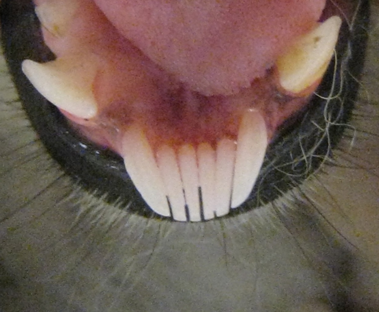 Close-up of a rodent's mouth, showing sharp incisors and lower canine teeth, surrounded by whiskers and soft pink gums.