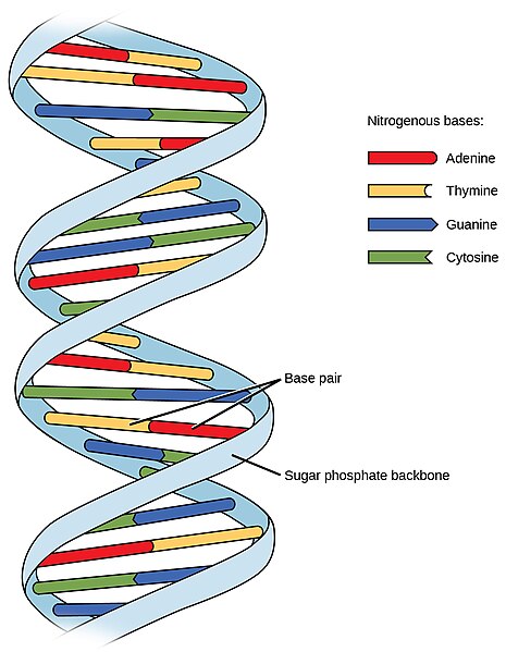 Illustration of a DNA double helix showing base pairs between nitrogenous bases—adenine (red) with thymine (yellow), and guanine (blue) with cytosine (green)—connected to a sugar-phosphate backbone.