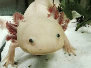 A close-up of a pale axolotl with feathery external gills, resting on white sand in an aquarium.