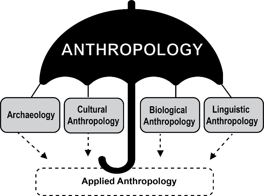 A diagram showing the four subfields of anthropology: archaeology, cultural anthropology, biological anthropology, and linguistic anthropology, under the main heading "Anthropology."