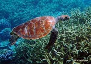Green sea turtle