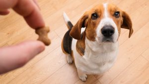 A human hand is giving a dog a treat. Adobe Stock